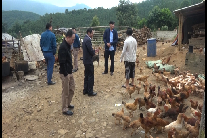 Đoàn công tác của huyện đến thăm mô hình nuôi gà tại bản Hồng Lực, xã Nà Sáy.