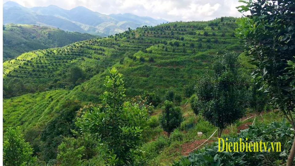 Huyện Tuần Giáo đã trồng được trên 1.600ha cây Mắc ca, chủ yếu ở các xã Quài Tở, Quài Nưa, Nà Sáy, Quài Cang và Chiềng Sinh