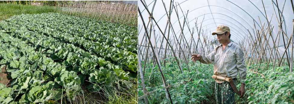 Dự án “Xây dựng mô hình sản xuất rau theo hướng thị trường nhằm tạo sinh kế bền vững cho phụ nữ dân tộc Thái, xã Quài Cang, huyện Tuần Giáo, tỉnh Điện Biên”