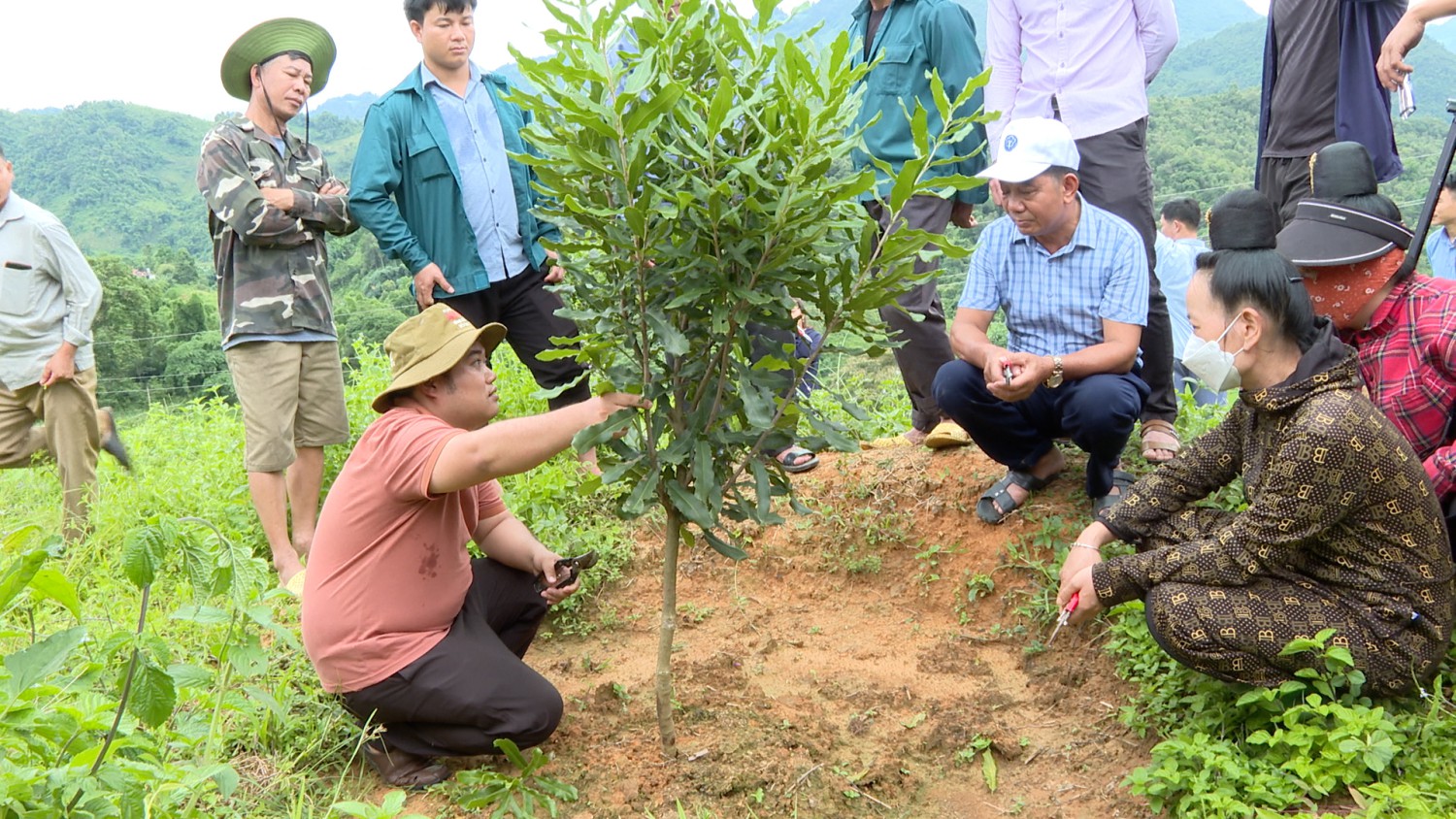 Tuần Giáo: tập huấn đầu bờ hướng dẫn kỹ thuật chăm sóc cây mắc ca năm thứ 2