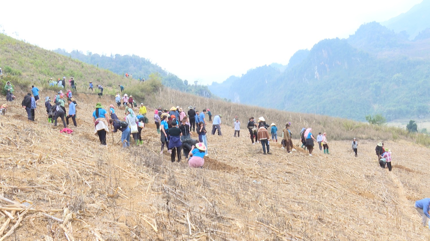 CÁC LỰC LƯƠNG THAM GIA HỖ TRỢ ĐÀO HỐ TRỒNG MẮC CA, CÀ PHÊ